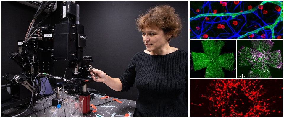 Dr. Elena Ivanova at microscope