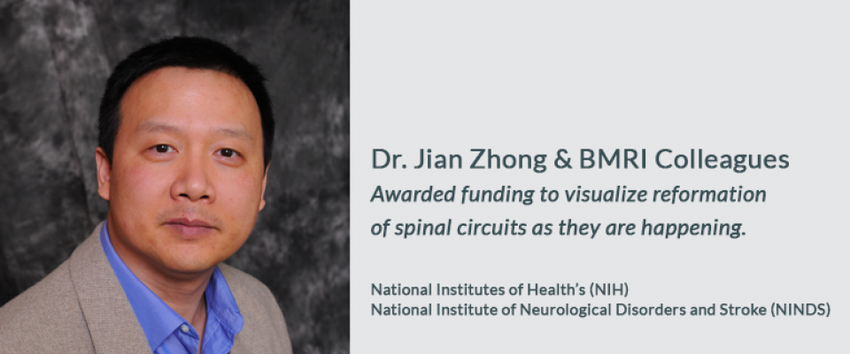 Dr. Jian Zhong & BMRI Colleagues Awarded funding to visualize reformation of spinal circuits as they are happening.