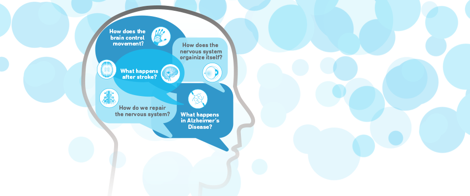 How does the brain control movement?