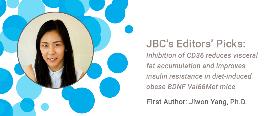 JBC’s Editors’ Picks: Inhibition of CD36 reduces visceral fat accumulation and improves insulin resistance in diet-induced obese BDNF Val66Met mice