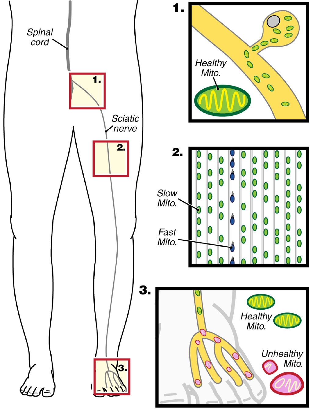 Dr. Ahmet Hoke's Figure