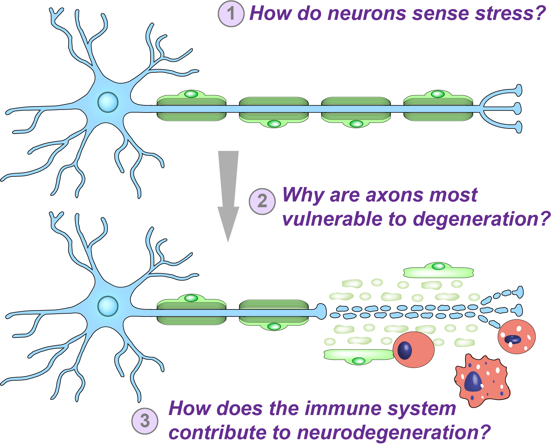 Control of Axon Degeneration by the Neuronal Cell Body | Burke ...