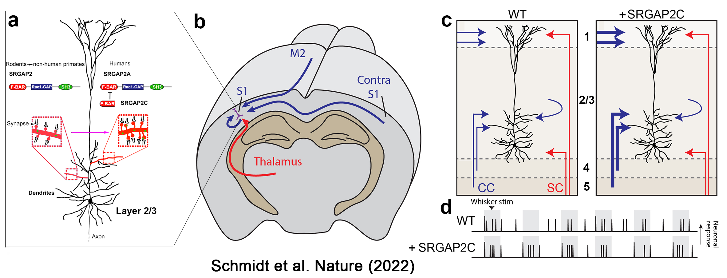 Dr. Franck Polleux's Figure