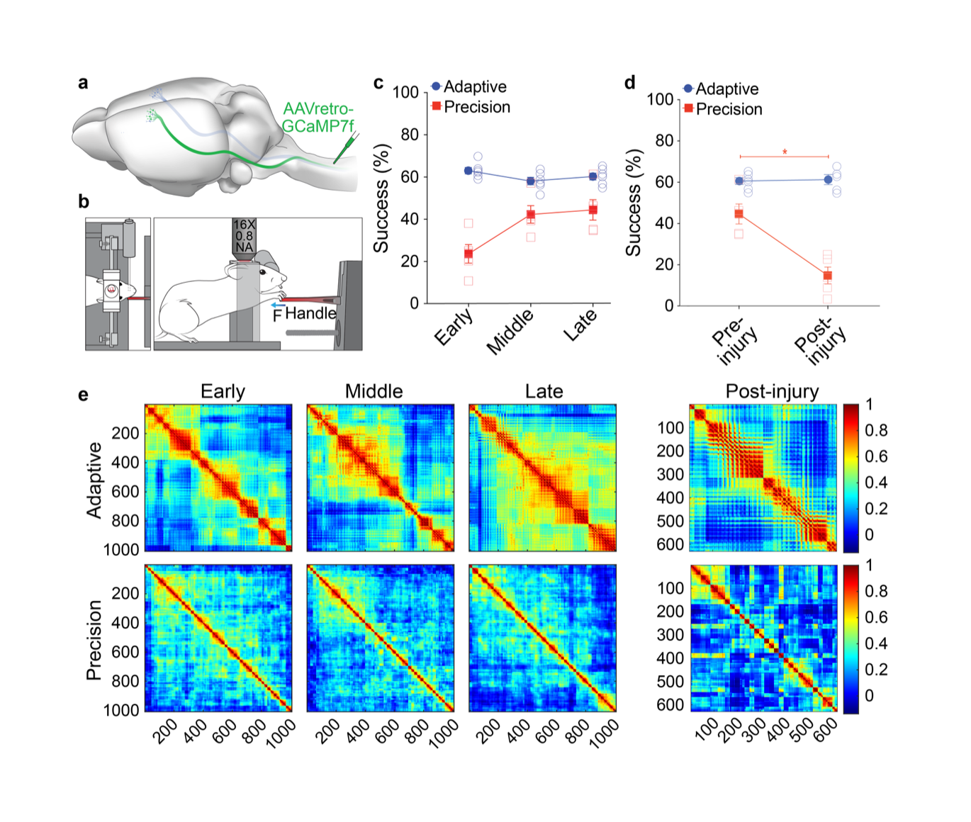 Figure 1: Learning of precision motor control shapes corticospinal motor networks. 