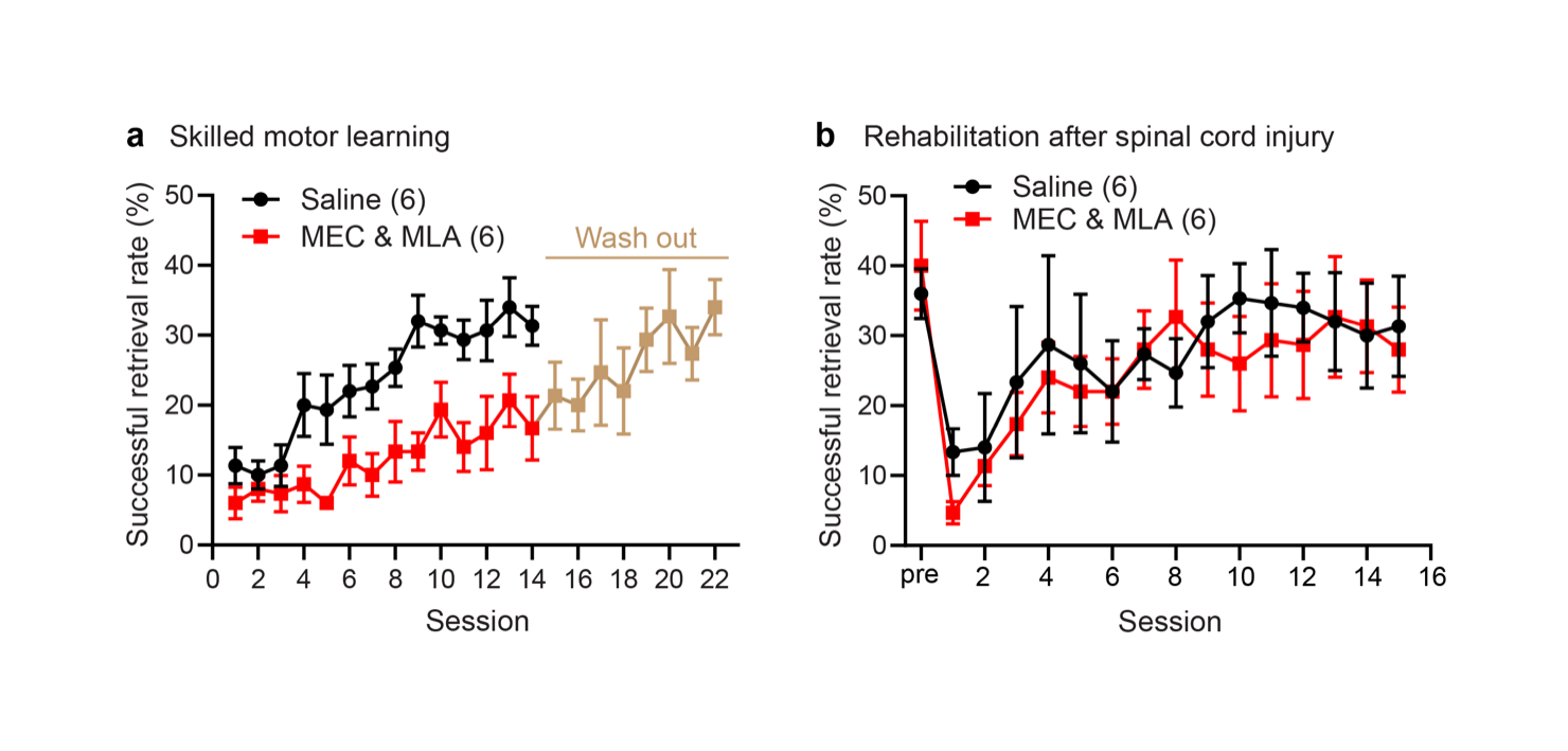 Figure 2: Nicotinic acetylcholine signaling is required for motor skill learning but not for recovery of the same skill after spinal cord injury. 