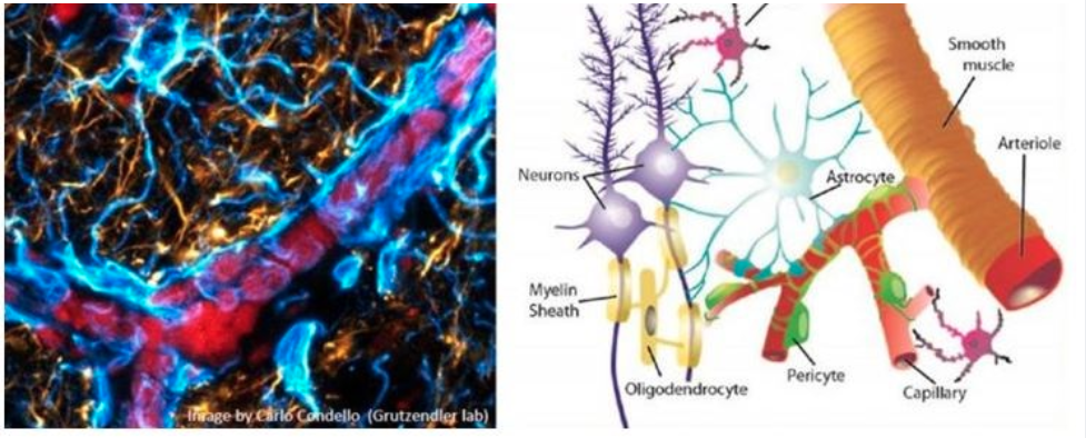 Dr. Jaime Grutzendler's Figure