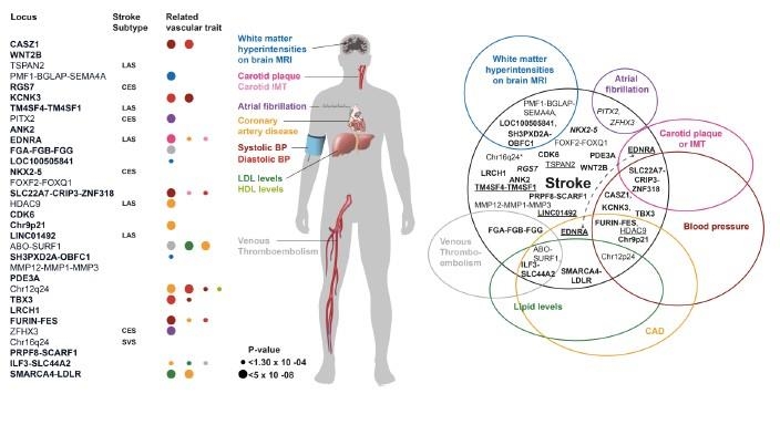 Jonathan Rosand, MD, MSc Figure