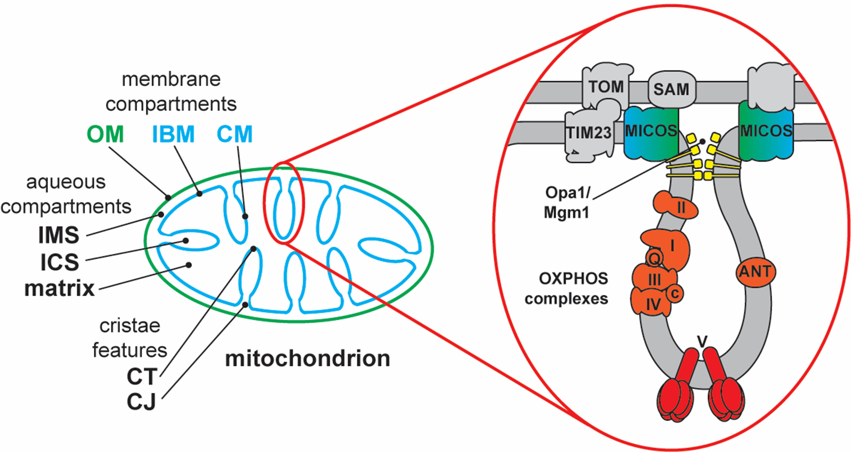 Mitochondria-targeted Interventions For Neurodegenerative Diseases ...