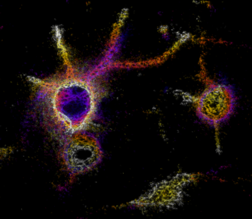 Takao K. Hensch, Ph.D. Figure 2