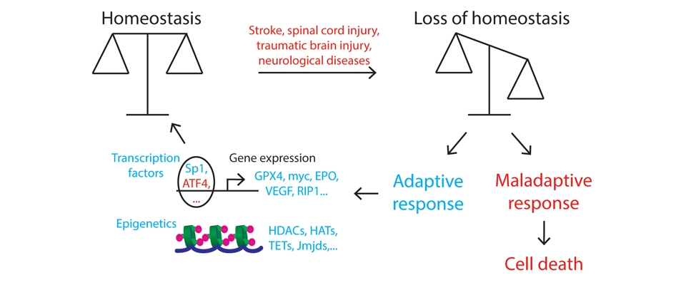 Driving the adaptive response to repair the injured brain.