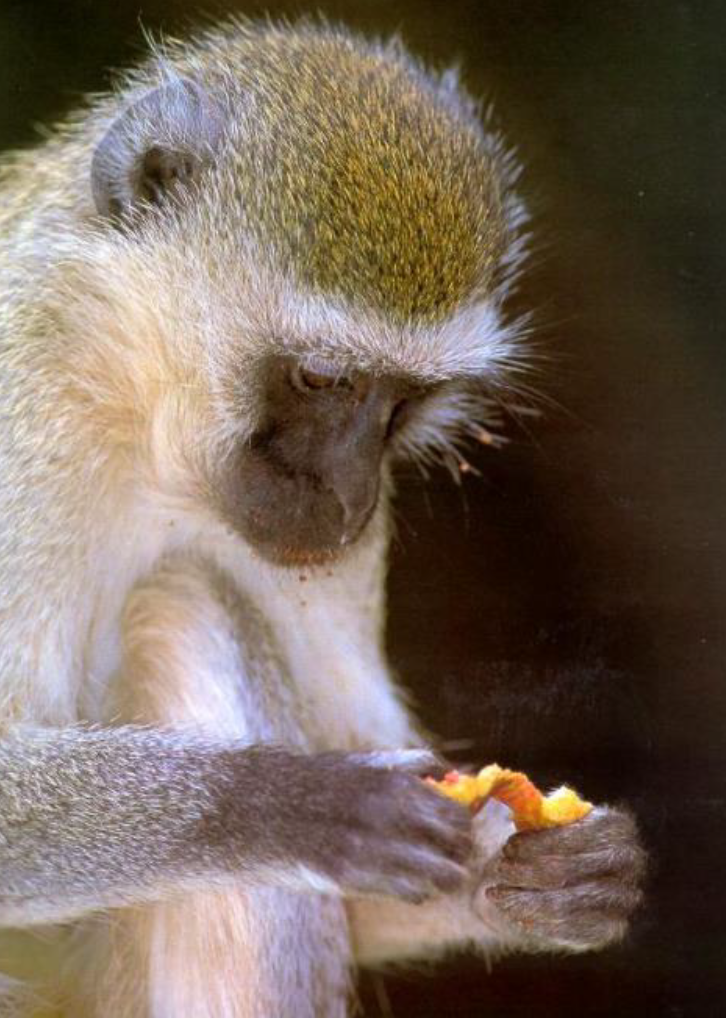 Primate Peeling Fruit