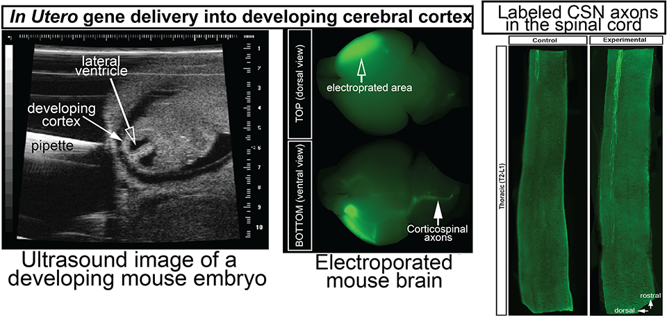 Sahni Lab - Figure 2 Sahni Lab - Figure 2