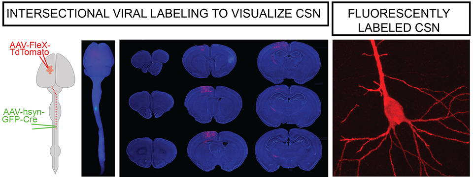 Sahni Lab - Figure 3 Sahni Lab - Figure 3