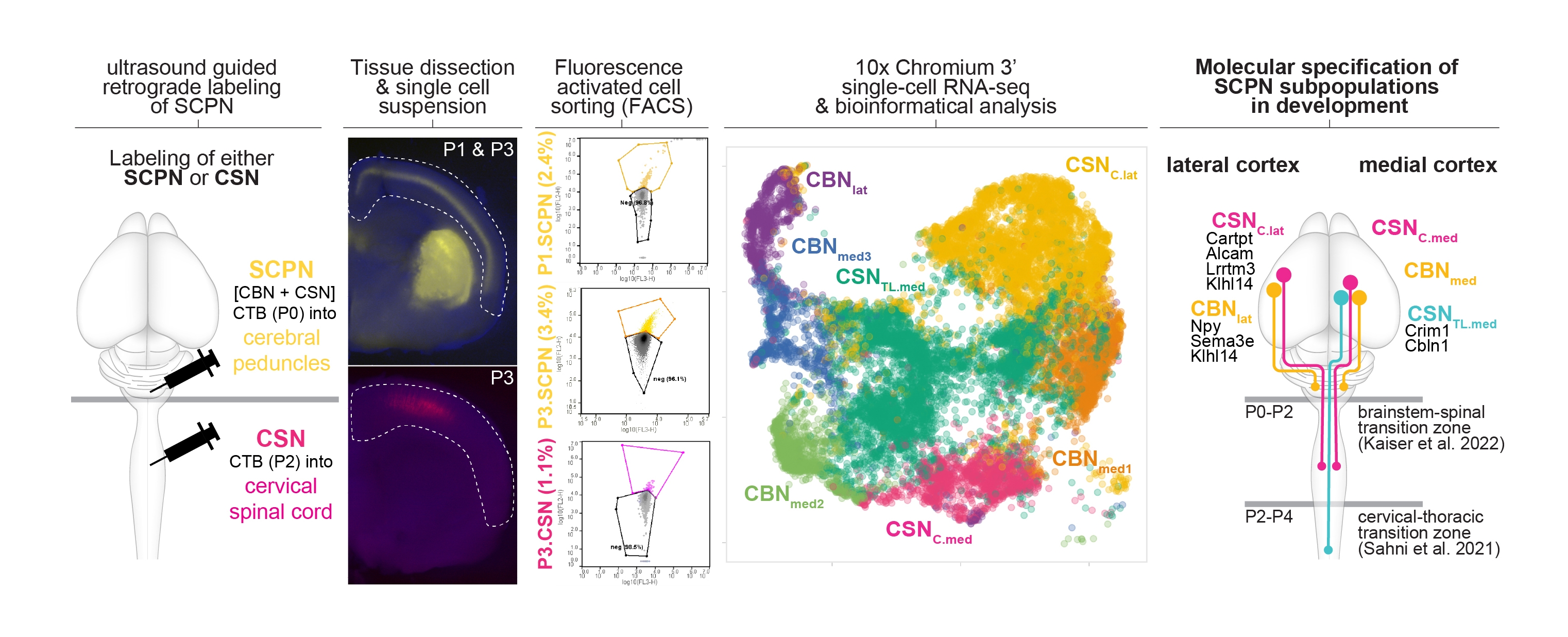 Figure 1. Molecular specification of cortical projections to brainstem vs. spinal cord.