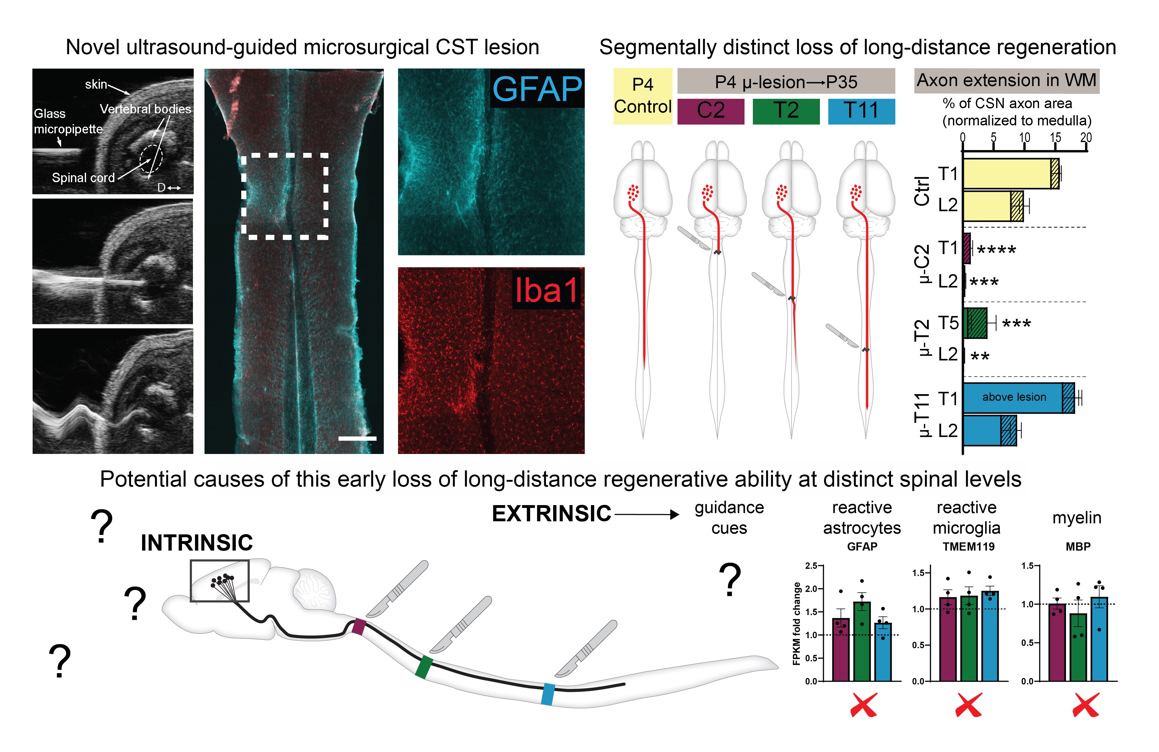 Figure 2. Developmental loss of long-distance corticospinal regenerative ability.